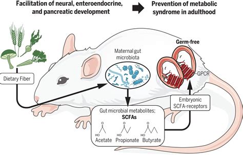 Maternal Gut Microbiota In Pregnancy Influences Offspring Metabolic