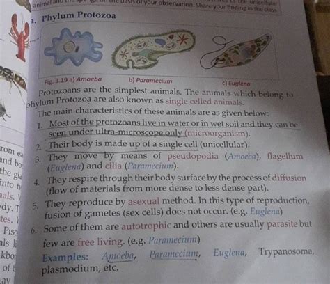 Phylum Protozoa Fig 319 A Amoeba B Paramecium C Euglena Protozoans A