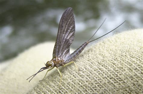 Stonefly Larvae Identification