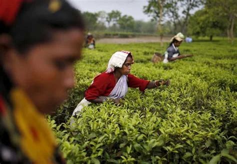 Assam Tea Worth Rs 2300 Crore Sold At Guwahati Tea Auction Centre In Fy 2023 24 Zee Business