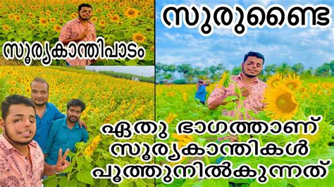 Sundarapandiapuram Sundarapandiapuram Sunflower Field സൂര്യകാന്തിപാടം