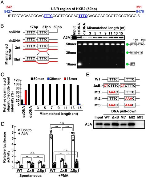 APOBEC3A Regulates Transcription From Interferon Stimulated Response