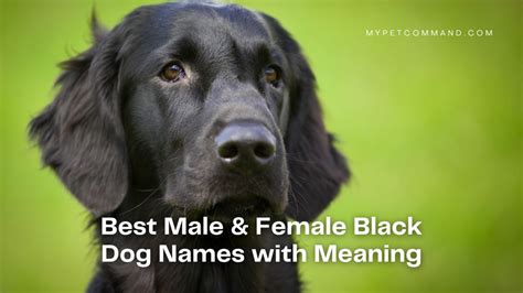 Get 400 Best Black Dog Names with Meanings