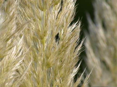 Pampas Grass Allergies Hunker