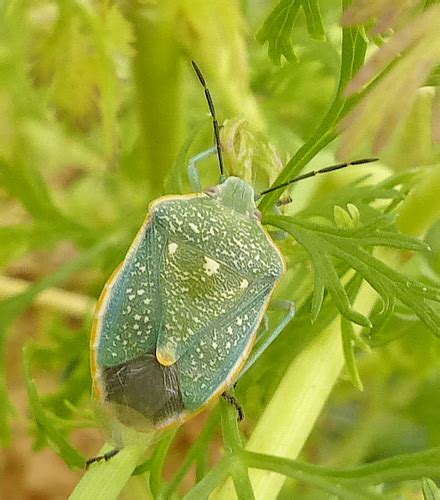 Chlorochroa Sayi INaturalist Mexico