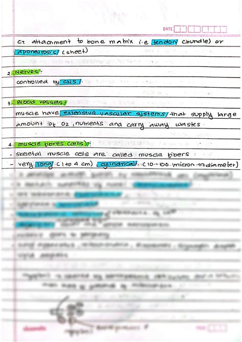 SOLUTION Skeletal Muscle Organization Studypool