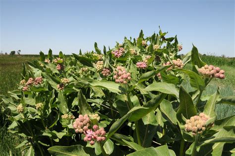 Tips To Planting Milkweed For Monarchs Cowiche Canyon Conservancy