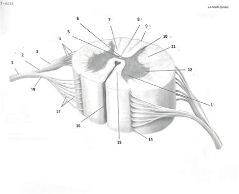 Diagramme De Vue Ant Rograde Lat Rale D Un Segment De Moelle Pini Re