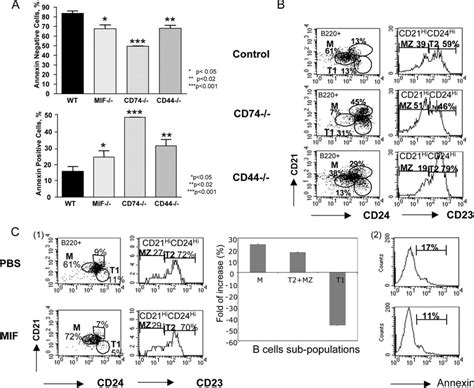 Mif Induces B Cell Survival In A Cd74 And Cd44 Dependent Manner In