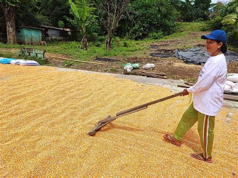 A Greener Way Of Producing Corn The Manila Times