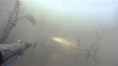 Freshwater spearfishing for carp - YouTube