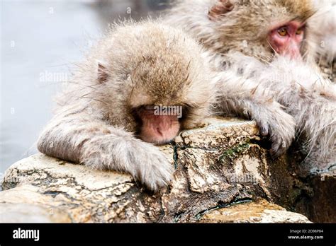 Cute Japanese Snow Monkey Sitting In A Hot Spring Japan Stock Photo Alamy