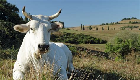 Chianina Cattle - Hobby Farms