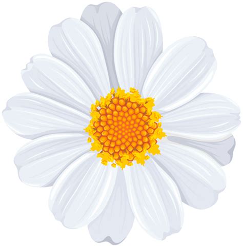 Download High Quality daisy clipart white Transparent PNG Images - Art ...