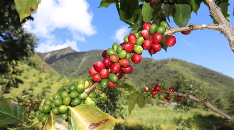 Crece Producción Orgánica En Perú Con Más De 460 Mil Hectáreas