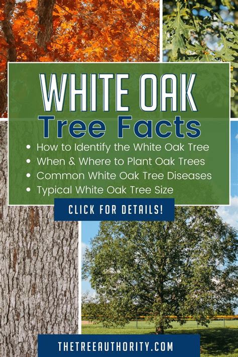 White Oak Tree Facts Quercus Alba White Oak Tree Oak Tree Diseases Tree Identification