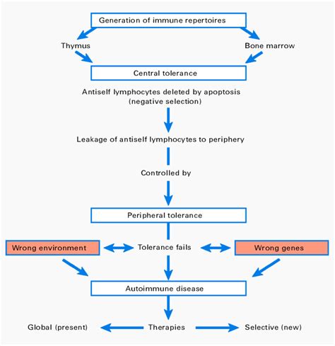 The Multifactorial Nature Of Autoimmune Disease How Tolerance Is