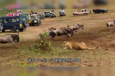 大型目击现场，狮子捕捉角马被围观，太惊险了角马狮子