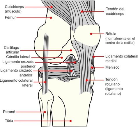 Ligamento Cruzado Anterior Lca Dra Eva Sancha Traumat Loga De