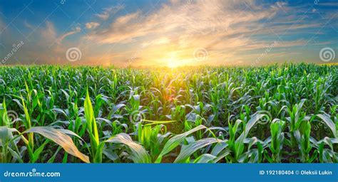 Panorama Of Corn Field At Sunset Stock Photo Image Of Meadow Harvest