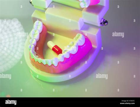 Dental Teeth Mouth Gums Dentists Teaching Model Showing Each Tooth