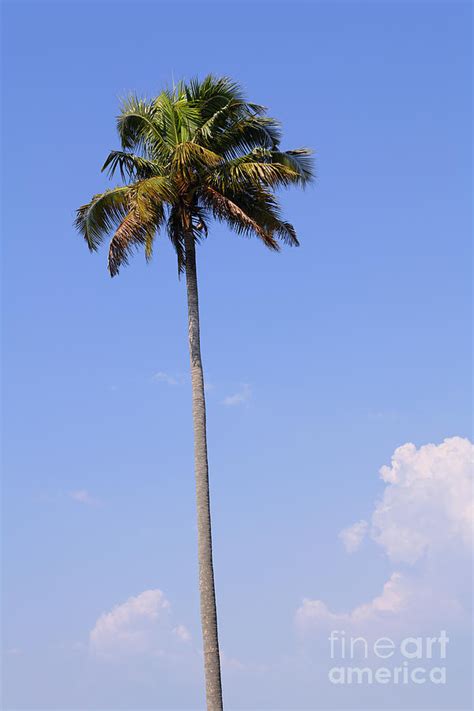 Lone Palm Tree Kerala Photograph by Robert Preston - Pixels