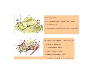 Anatomy And Biomechanics Of The Foot And Ankle Derek Park Ppt