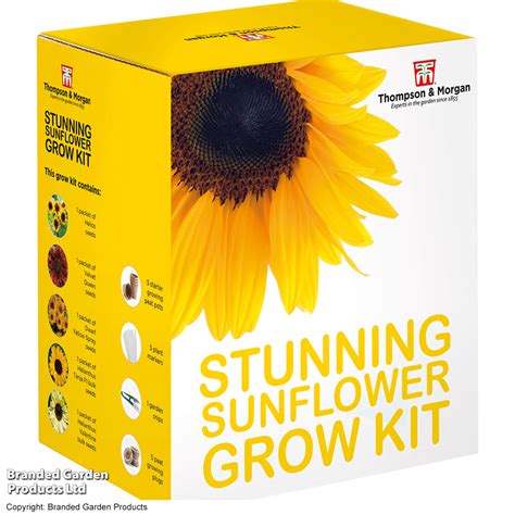 Stunning Sunflowers Seed Growing Kit Gift Thompson Morgan