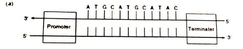 (a) Construct a complete transcription unit with promoter and terminat