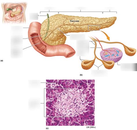 A P Ii Lab Digestive System Exercise Figure Pancreas A