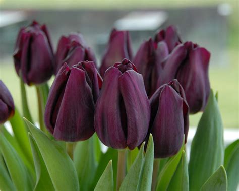 Tulip 'Purple Lady' Bulbs - Buy online at Farmer Gracy UK