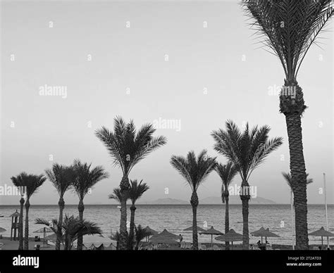 Palm Trees Silhouettes At The Egypt Hotel Stock Photo Alamy