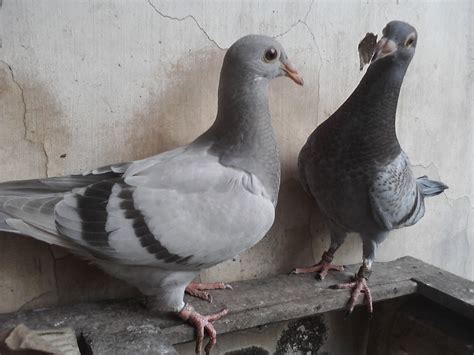 Породы Почтовых Голубей С Фотографиями – Telegraph