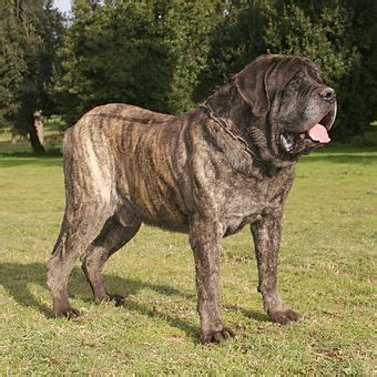 Jenis Anjing Mastiff Bertubuh Besar Dan Setia Pada Pemiliknya