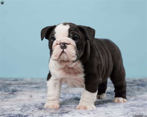 micro bulldog sugarplum bulldogs home   smaller akc english