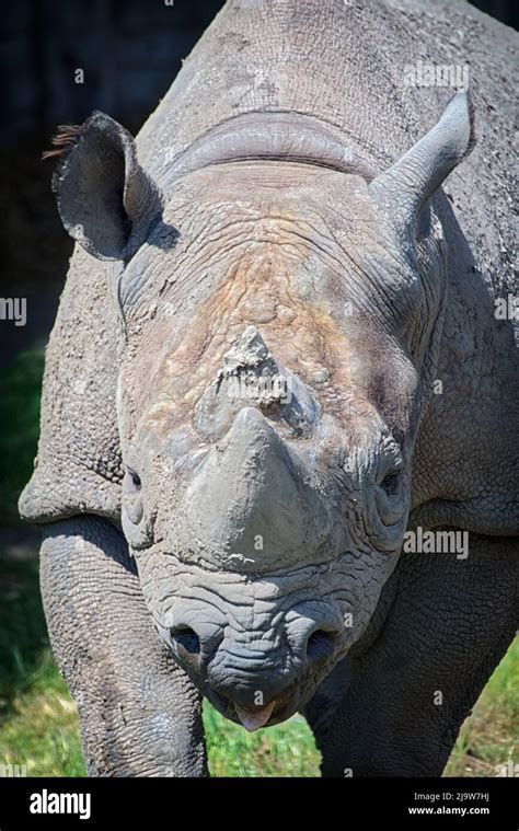 Eastern Black Rhino Stock Photo - Alamy