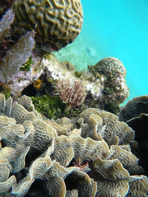 Snorkeling Roatán Honduras