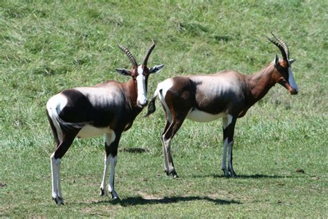 Bontebok Binder Park Zoo