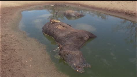 Dead Carcass Decayed Wildlife Animal Elk Close After Being Poached And