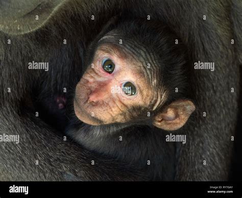 Celebes crested macaque Macaca nigra also known as the crested black ...