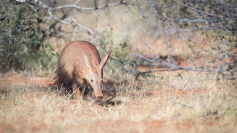 Aardvark in Africa | Expert Africa