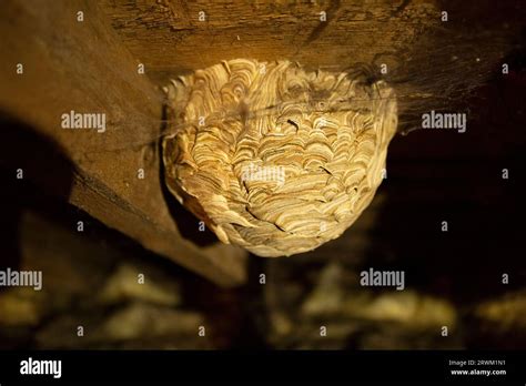 Large Wasp Nest In Attic Stock Photo Alamy