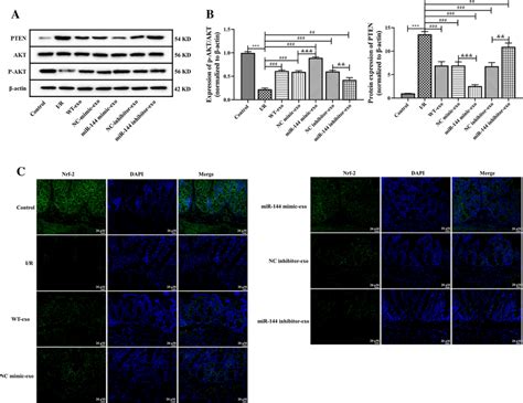 Effects Of Mir P In Bmsc Exos On Pten Akt Nrf Pathway In I R