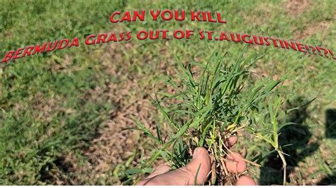 How To Eliminate Bermuda Grass In St Augustine A Step By Step Guide