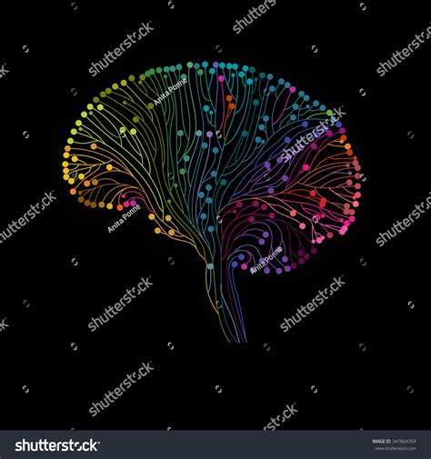 Multicolored Brain Connections Eps10 Vector 347864354 Shutterstock