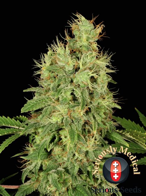 CBD Chronic (de Serious Seeds) :: Info de Variedad