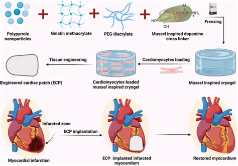 Fabrication And Application Of Engineered Cardiac Patch For Infarcted