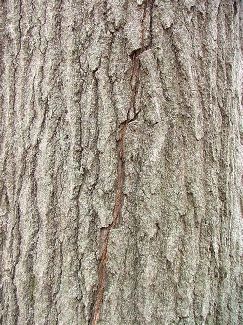 Shumard Oak Bark Flickr Photo Sharing