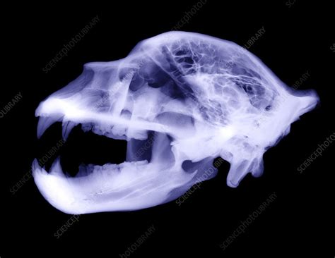 X-Ray of Kodiak Bear Skull - Stock Image - C002/8317 - Science Photo ...