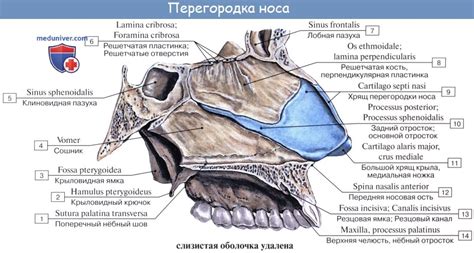 Анатомия человека: Полость носа. Слизистая полости носа. Зоны полости ...